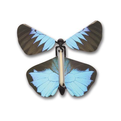 Birdwing butterfly - Ornithoptera - In package