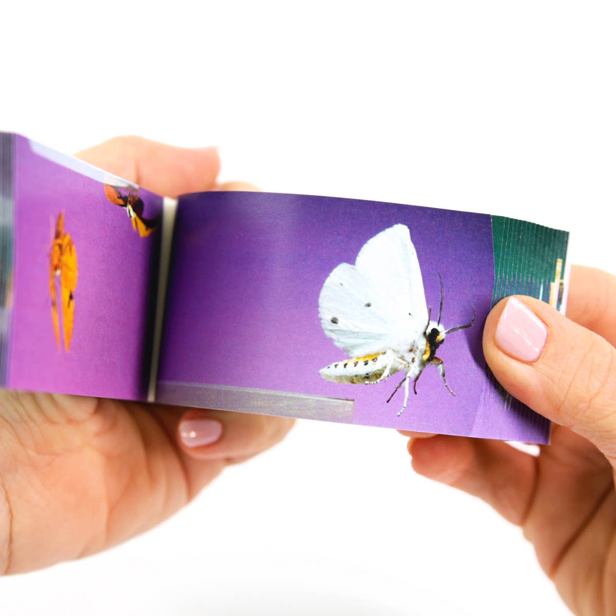 Moths Flipbook-Flipboku-Yellow Springs Toy Company