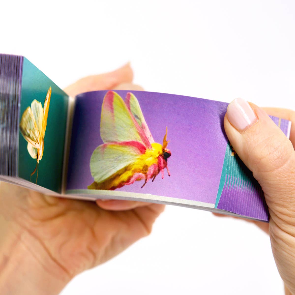 Moths Flipbook-Flipboku-Yellow Springs Toy Company