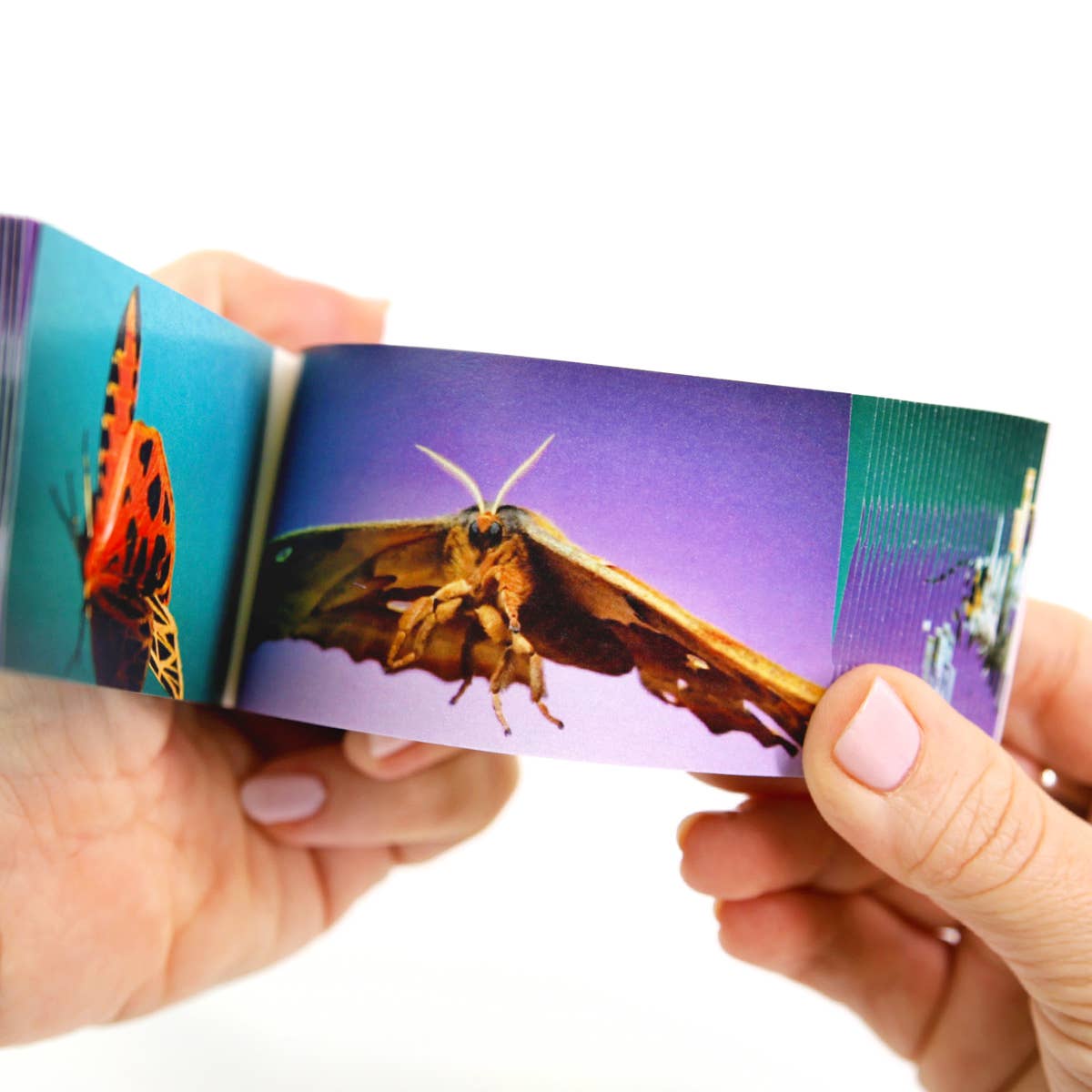 Moths Flipbook-Flipboku-Yellow Springs Toy Company