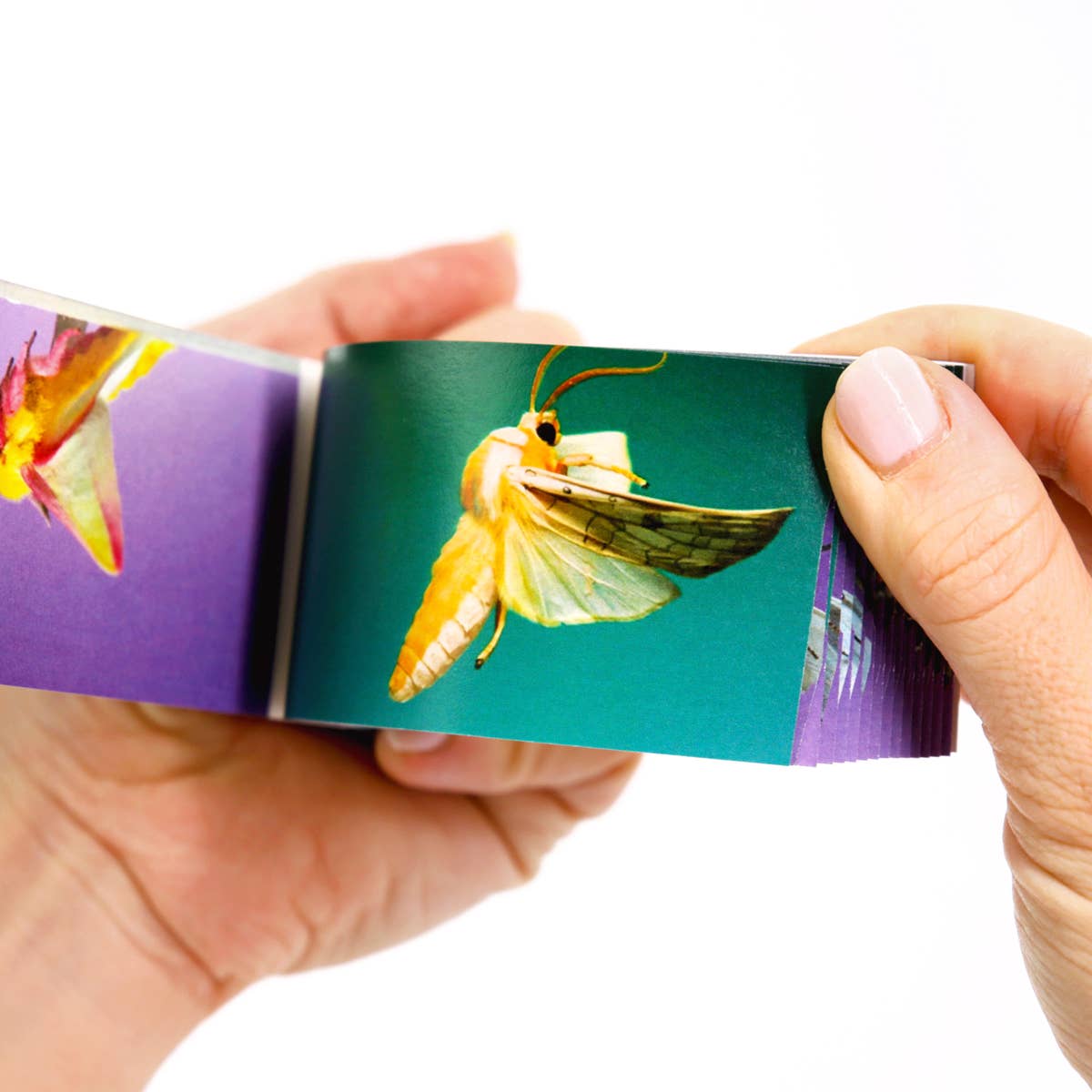 Moths Flipbook-Flipboku-Yellow Springs Toy Company