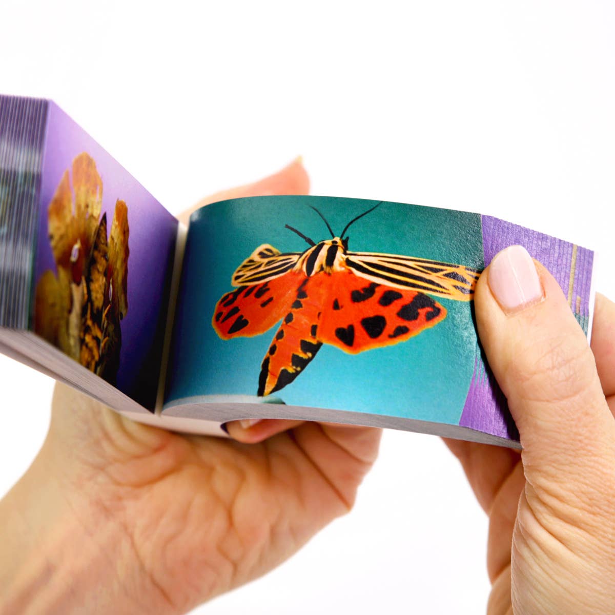 Moths Flipbook-Flipboku-Yellow Springs Toy Company