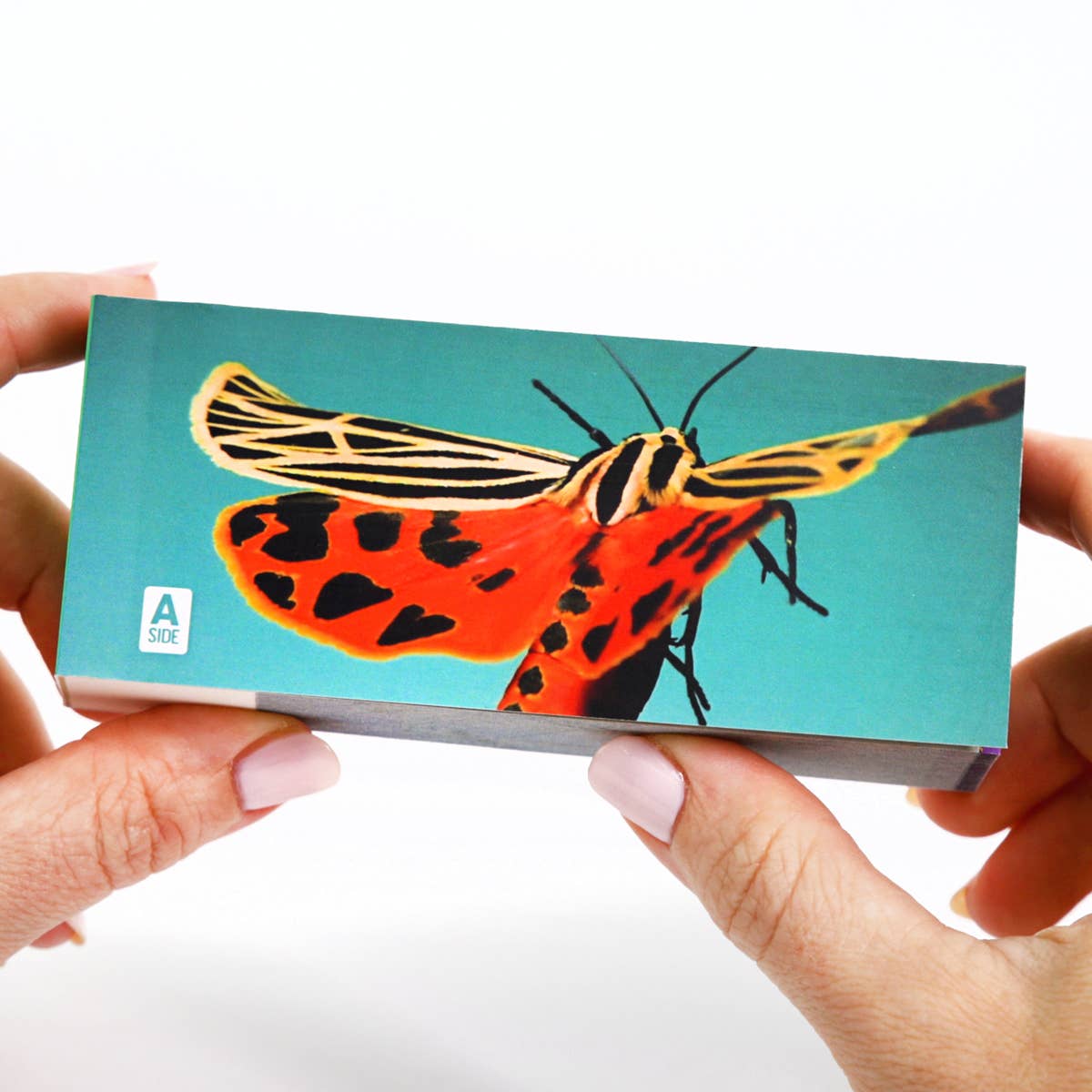 Moths Flipbook-Flipboku-Yellow Springs Toy Company