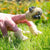 Front view of a person's hand in some grass wearing the Handipug finger puppet.
