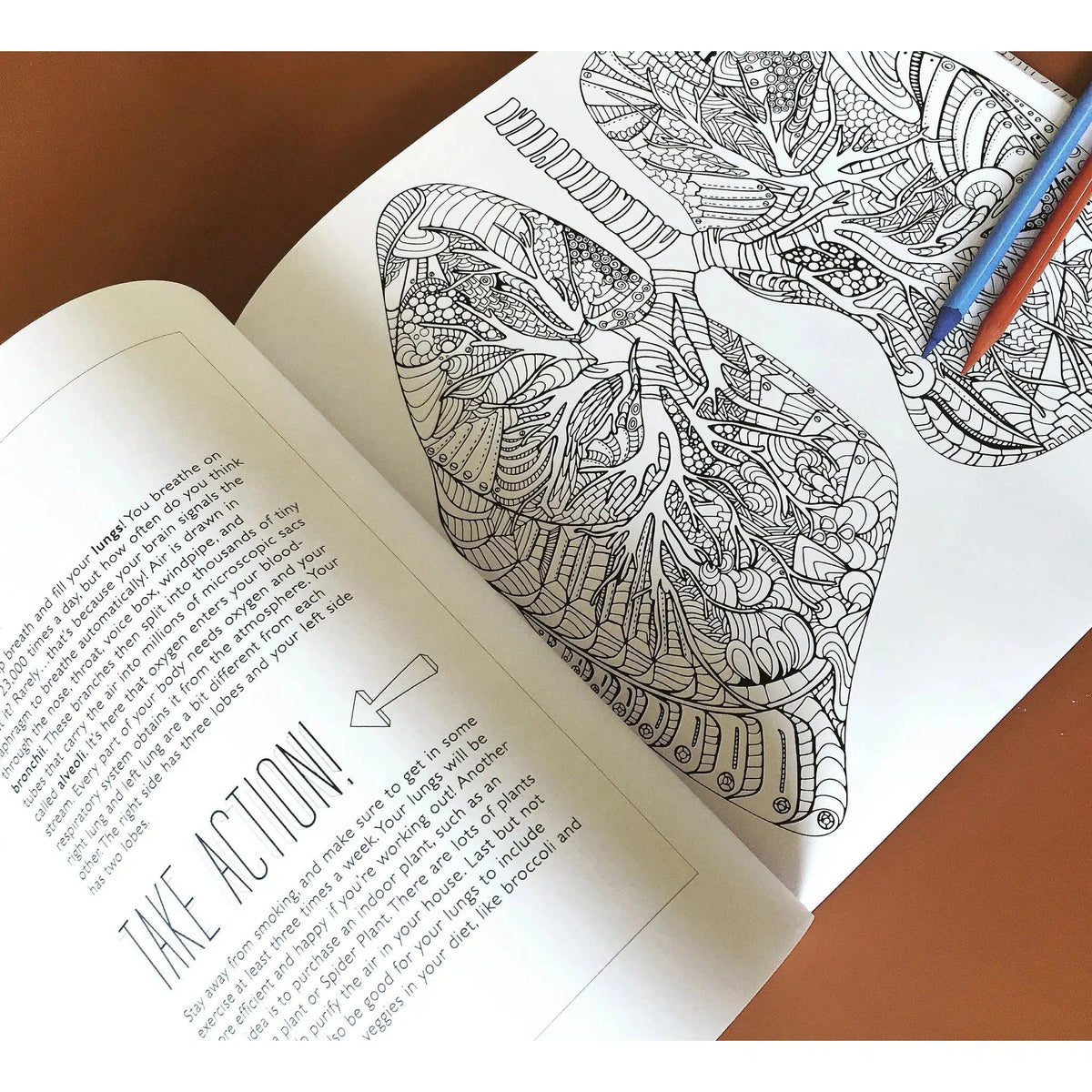 Show Me Your Guts! An Artistic &amp; Anatomical Coloring Book for Adults-Novelty-Yellow Springs Toy Company