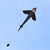 Black shark kite flying against a blue sky