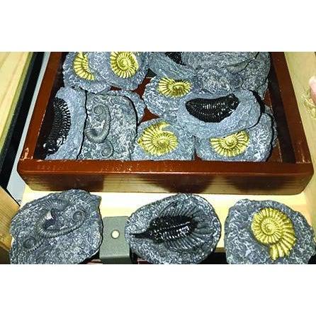 Front view of a box of Fossils showing the different kinds which include:Trilobite with spines, Trilobite Metakautine, Trilobite Elerathai, Ammonite, Golen, Toxoceratoide, Ammonite Perisphictes.