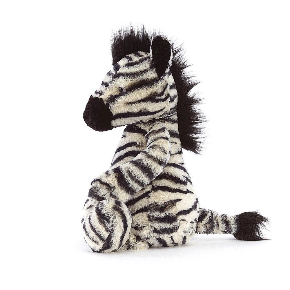 Front left view of bashful zebra sitting down.