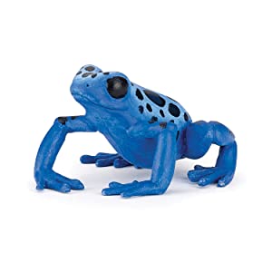 Front view of the Equatorial Blue Frog standing on all four legs.