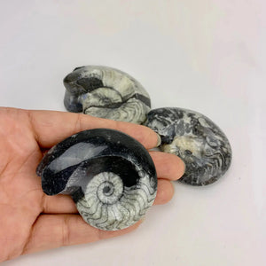 Front view of a person holding a Morrocco Fossil Single Polished Goniatite with two by the hand.
