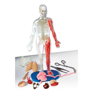 Front view of Squishy Human Body with contents in box showing the tools to remove the removable organs.