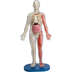 Front view of the Squishy Human Body out of packaging.