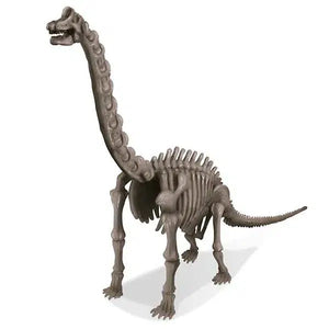 Front view of assembled brachiosaurus skeleton from Dig A Dinosaur Skeleton Brachiosaurus kit.