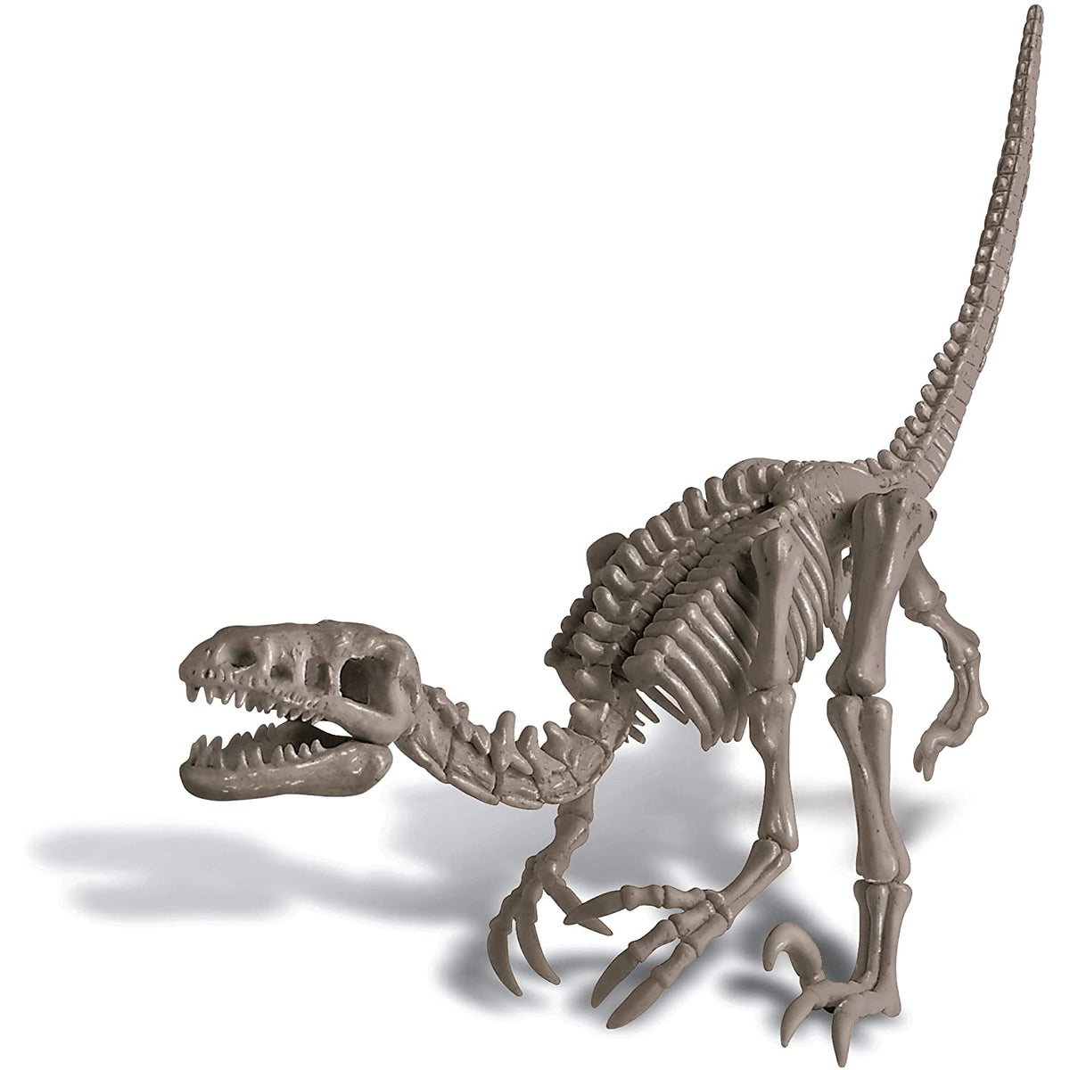 Front view of assembled velociraptor from the Dig A Dinosaur Skeleton Velociraptor set.