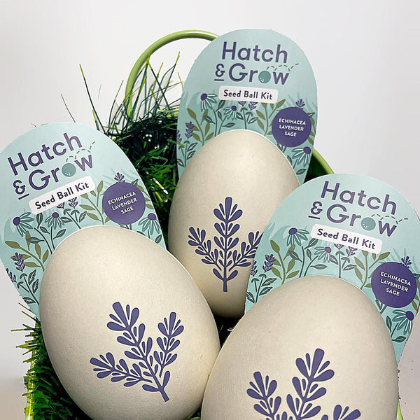 Hatch and Grow Echinacea, Lavender, and Sage-Science & Discovery-Modern Sprout-Yellow Springs Toy Company