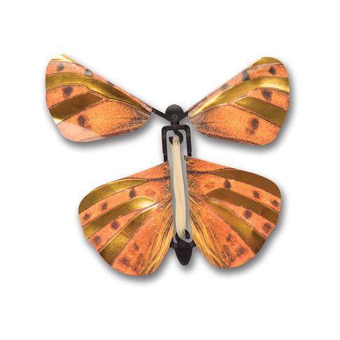 Purple Copper Butterfly - Paralucia Spinifera