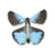 Ulysses butterfly - Papillo Ulysses